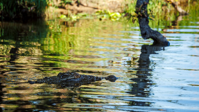 Nile crocodile portrait in water with nice reflection in Kruger National park, South Africa ; Specie Crocodylus niloticus family of Crocodylidae