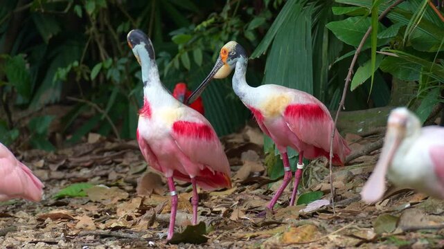 Two Roseate Spoonbills (Platalea ajaja) stand on the shore, preening and grooming their striking pink feathers, and excreting guano, close up shot.