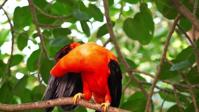 A male Andean cock-of-the-rock (Rupicola peruvianus) perches on tree branch, preening and grooming its wing feathers, close up shot.