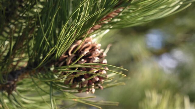 Pine Tree macro handheld details of needles, branches, and pine cones in warm sunlight