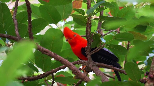 A male Andean Cock-of-the-rock (Rupicola peruvianus) perches on a tree branch under the lush canopy, feeding on fruit, close up shot.
