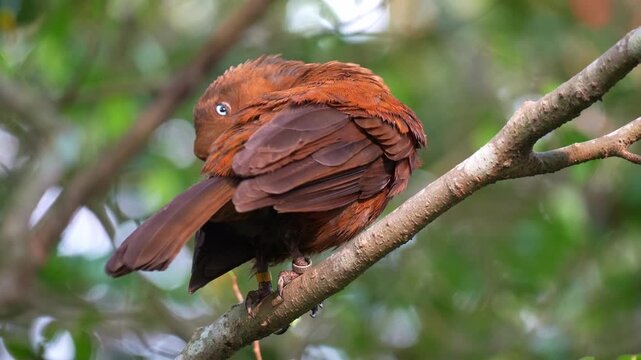 A female Andean Cock-of-the-rock (Rupicola peruvianus) perches on a tree branch, preening and grooming her plumage, close up shot.