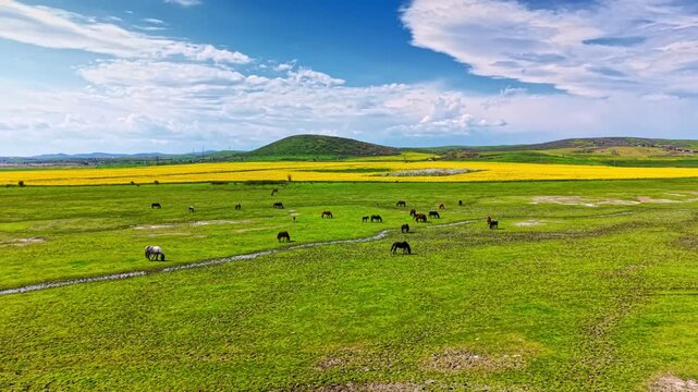 Horses roam freely across a green field with some water and hills in the background. Yellow flowers bloom nearby under a blue sky with clouds. This scene captures rural life during the day.