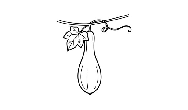 Hanging Wax Gourd Freehand Doodle Vector Illustration