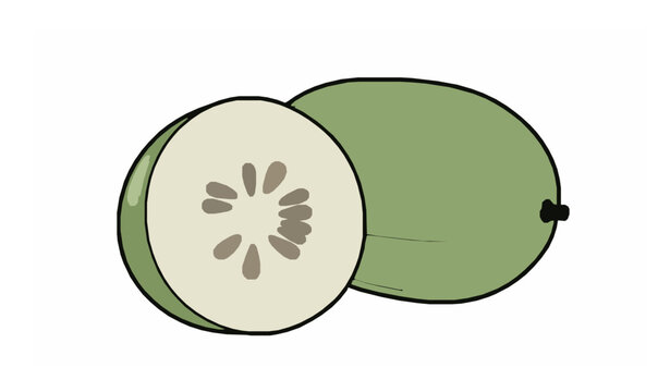Wax Gourd Doodle Vector with Slice Freehand Vegetable Illustration