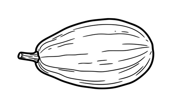 Wax Gourd Freehand Drawing Vector Illustration Doodle Style