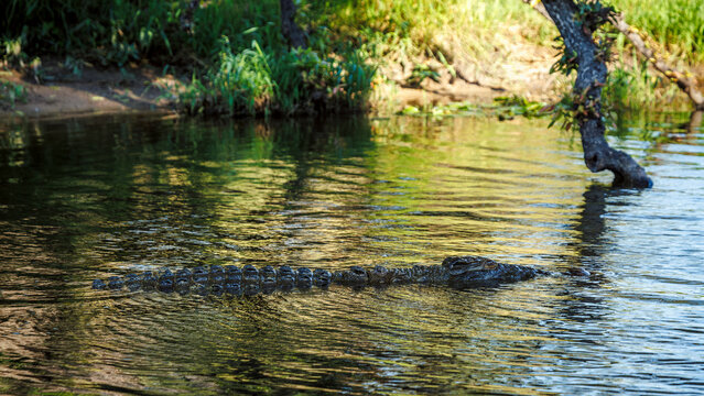 Nile crocodile in water with nice reflection in Kruger National park, South Africa ; Specie Crocodylus niloticus family of Crocodylidae