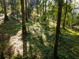 Obraz premium Aerial View of Forest in Morning Light, Wide Angle Nature Landscape