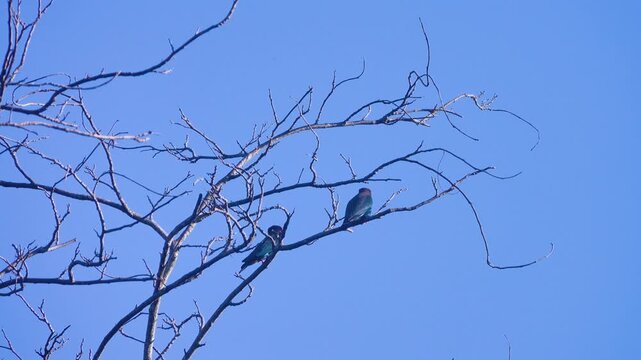 Pair of Oriental dollarbird (Eurystomus orientalis orientalis) Birds demonstrate mating poses on a dry tree in the tropical winter. Thailand.