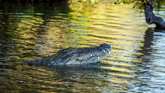 Nile crocodile portrait in water with nice reflection in Kruger National park, South Africa ; Specie Crocodylus niloticus family of Crocodylidae