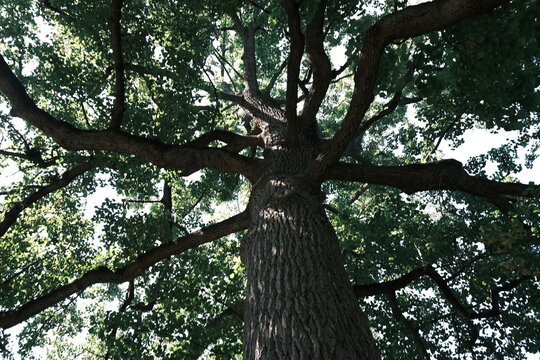 大きく枝を広げる樹木の見上げ風景