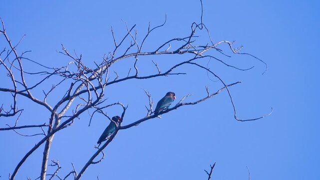 Pair of Oriental dollarbird (Eurystomus orientalis orientalis) Birds demonstrate mating poses on a dry tree in the tropical winter. Thailand.