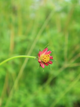 A vertical close up of a blooming pink flower commonly known as king of salad or ulam raja in a lush meadow.