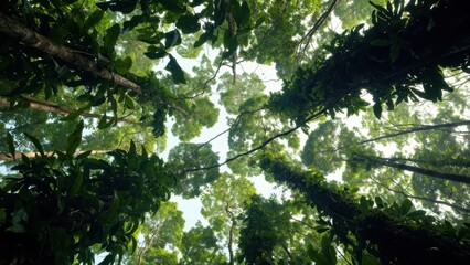 Fototapeta premium Treetop canopy reaching upward in dense tropical forest