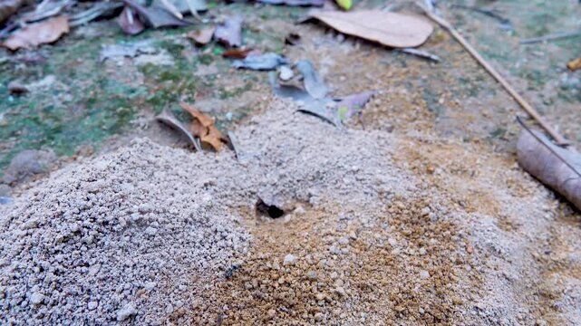 A black earth ant came out of the anthill into a grain of sand and threw it onto the cone.