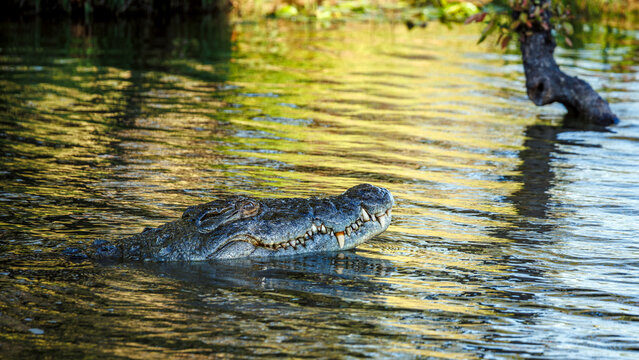 Nile crocodile portrait in water with nice reflection in Kruger National park, South Africa ; Specie Crocodylus niloticus family of Crocodylidae