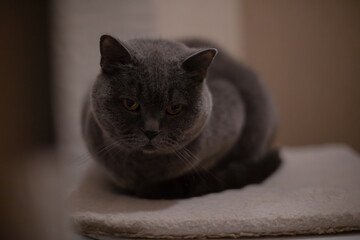 Gray cat resting indoors, close up portrait with calm expression © My Ocean studio