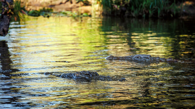 Two Nile crocodile portrait in water with nice reflection in Kruger National park, South Africa ; Specie Crocodylus niloticus family of Crocodylidae