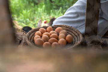Hands of a farmer collecting fresh organic brown eggs from a nest in a rustic chicken coop. Sustainable farming and local produce concept in a rural setting.   © adradaguajardo