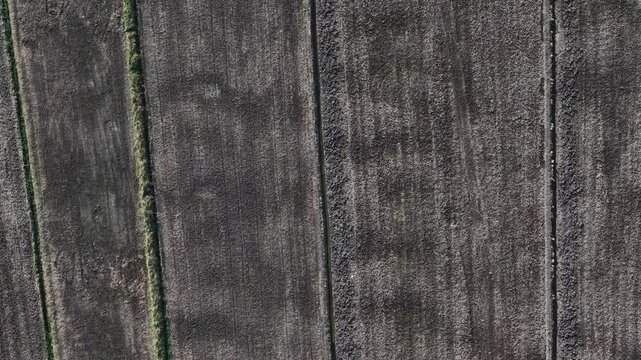 Aerial Drone View Over Tanjung Piandang Paddy Fields Malaysia