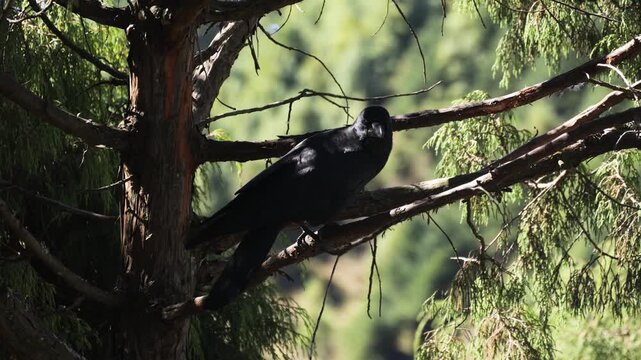 Black Raven Perched on a Tree Branch in a Himalayan Forest, Nepal