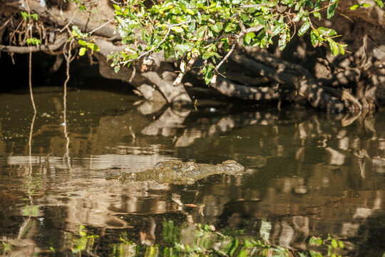 Nile crocodile portrait in water with camouflage reflection in Kruger National park, South Africa ; Specie Crocodylus niloticus family of Crocodylidae