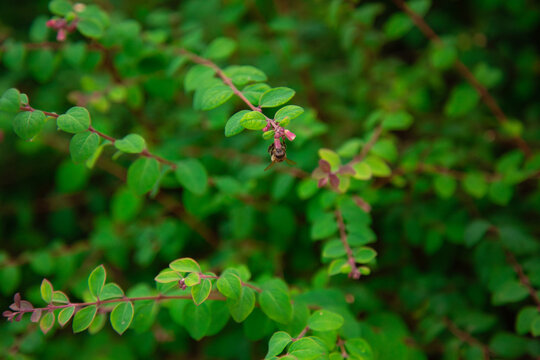 Box honeysuckle Lonicera nitida small pink flowers with bee feeding on nectar in dense green foliage macro nature scene