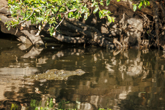 Nile crocodile portrait in water with camouflage reflection in Kruger National park, South Africa ; Specie Crocodylus niloticus family of Crocodylidae