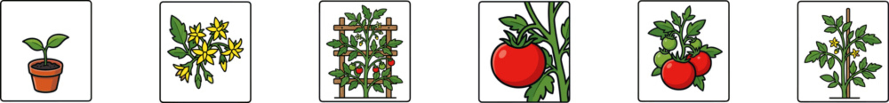 Vector icons showing the life cycle stages of a tomato plant.