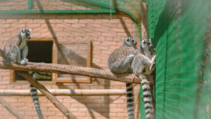 Fototapeta premium Three ring-tailed lemurs resting on a wooden branch in a zoo enclosure