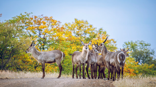 Small group of Common Waterbuck on safari road in fall in Greater Kruger National park, South Africa ; Specie Kobus ellipsiprymnus family of Bovidae