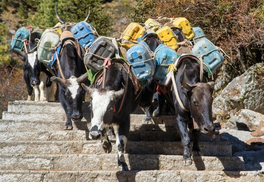 Caravan yaks or dzo on steps way to Everest base camp