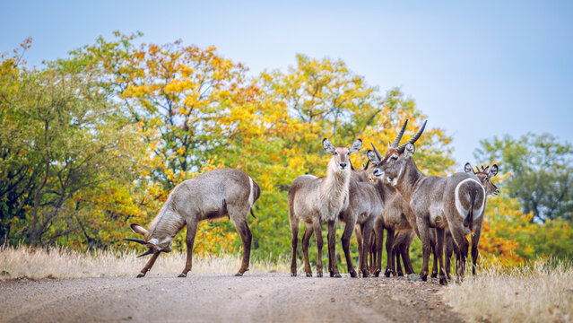 Small group of Common Waterbuck on safari road in fall in Greater Kruger National park, South Africa ; Specie Kobus ellipsiprymnus family of Bovidae