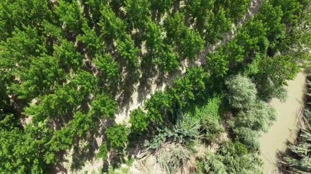 Vertical aerial shot showing a muddy river flowing through wild riparian vegetation next to a structured aspen grove in rural Granada.