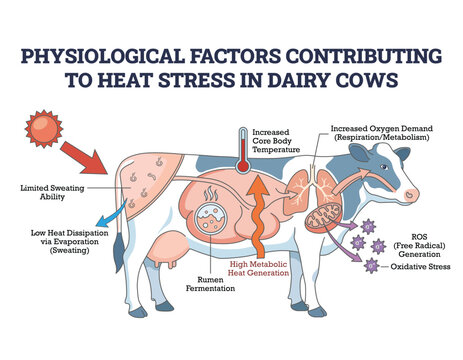 Dairy Cow Heat Stress Physiology Diagram