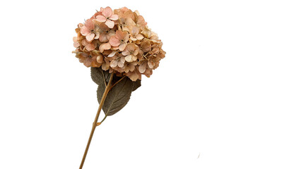 Dried hydrangea flower with soft colors held upright against a white background in a simple display setting isolated on transparent background cut out © 1png-stock