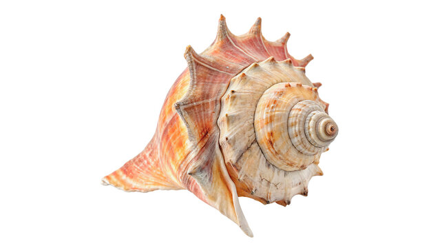 Colorful queen conch seashell resting on a flat surface with intricate details and unique shape during bright daylight hours isolated on transparent background cut out