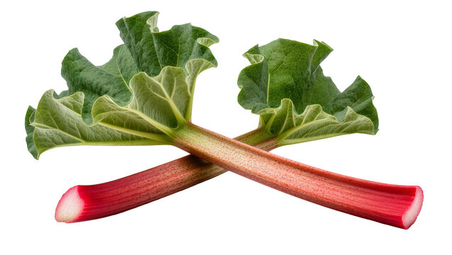 Crossed Crimson Stalks with Large Green Textured Leaves