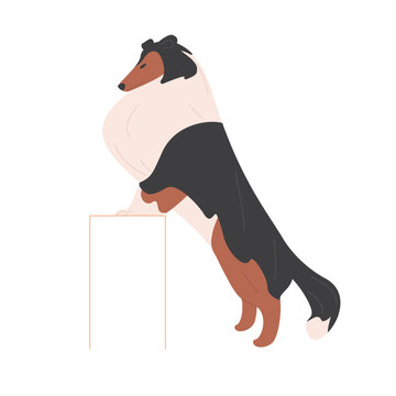 Jumping sheltie dog breed. Sheep doggy, domestic family pet cartoon vector illustration