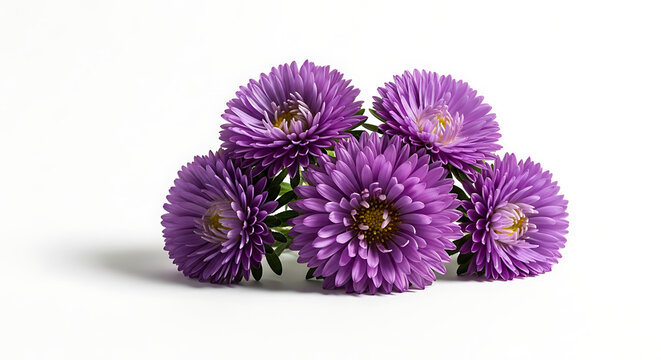 A cluster of five vibrant purple aster flowers with delicate petals and yellow centers, isolated on a clean white background, showcasing natural beauty and spring growth