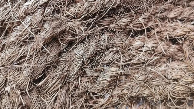 Closeup of brown color coconut husk mesocarp natural fiber coir or rope surface twisted bristles pattern abstract background texture. Stop motion animation loop.