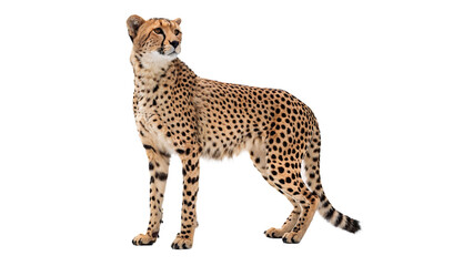 Cheetah standing on a white background looking to the side with alert expression isolated on transparent background cut out © 1png-stock