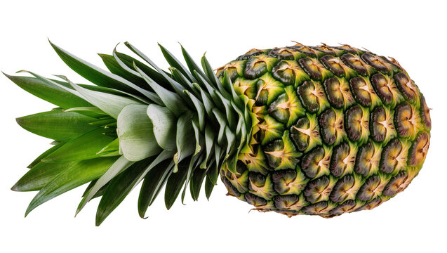 Ripe golden Pineapple with vibrant green crown leaves