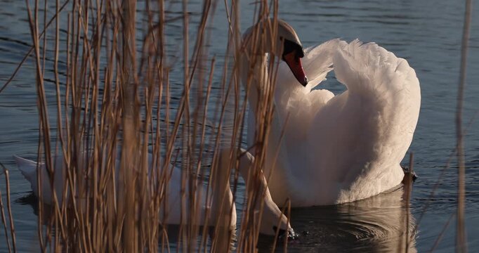 Pair of mute swans forming heart shape with necks while touching gently in romantic courtship behavior among reeds