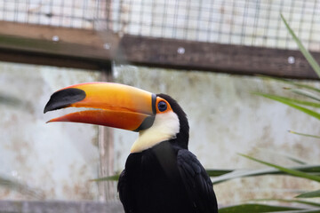 toucan in the zoo © Stephanie Beckers