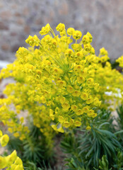 Obraz premium Vibrant yellow euphorbia flowers blooming in spring garden