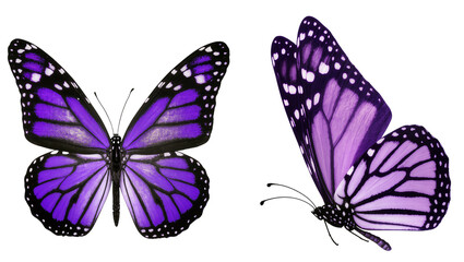 Purple Monarch Butterflies with Black Veins and White Spots © Radovan