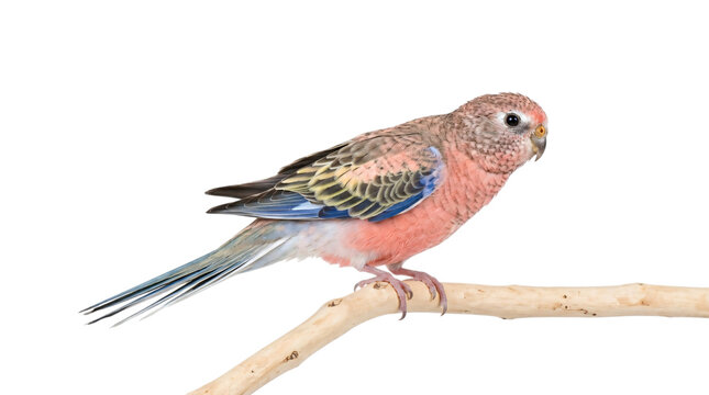Colorful pink and blue parakeet perched on branch isolated on transparent background
