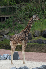 Obraz premium Giraffe standing
