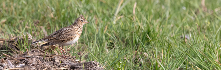 Fototapeta premium Eurasian skylark (Alauda arvensis) standing in the grass during the day at an open field near a dirt patch in springtime